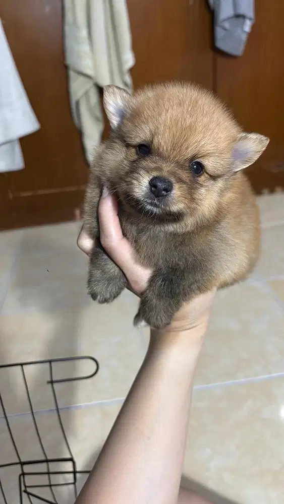 OPEN ADOPT ANAKAN ANJING MINI POM PURE BREED