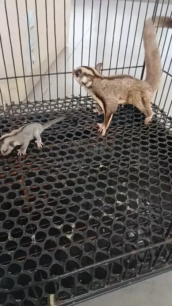 Sugar glider indukan + joey white face betina