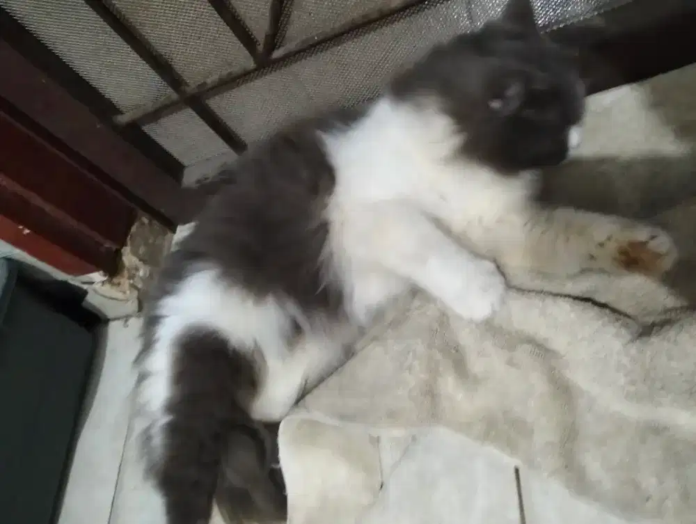 dijual kucing persia bulu kapas