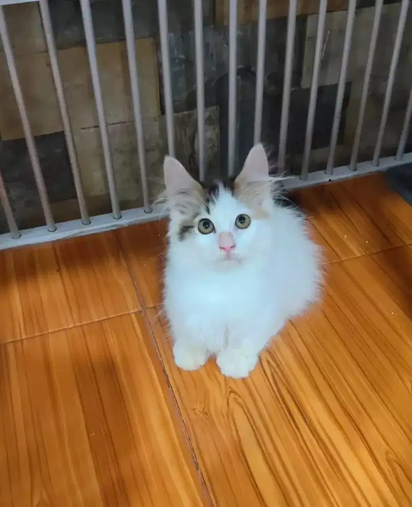 Kucing Maincoone x Munchkin Jantan Usia 3,5 bulan Cebol dan panjang