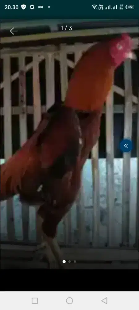 Jual 3 ekor ayam Bangkok