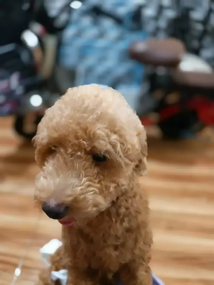 Toy poodle jantan