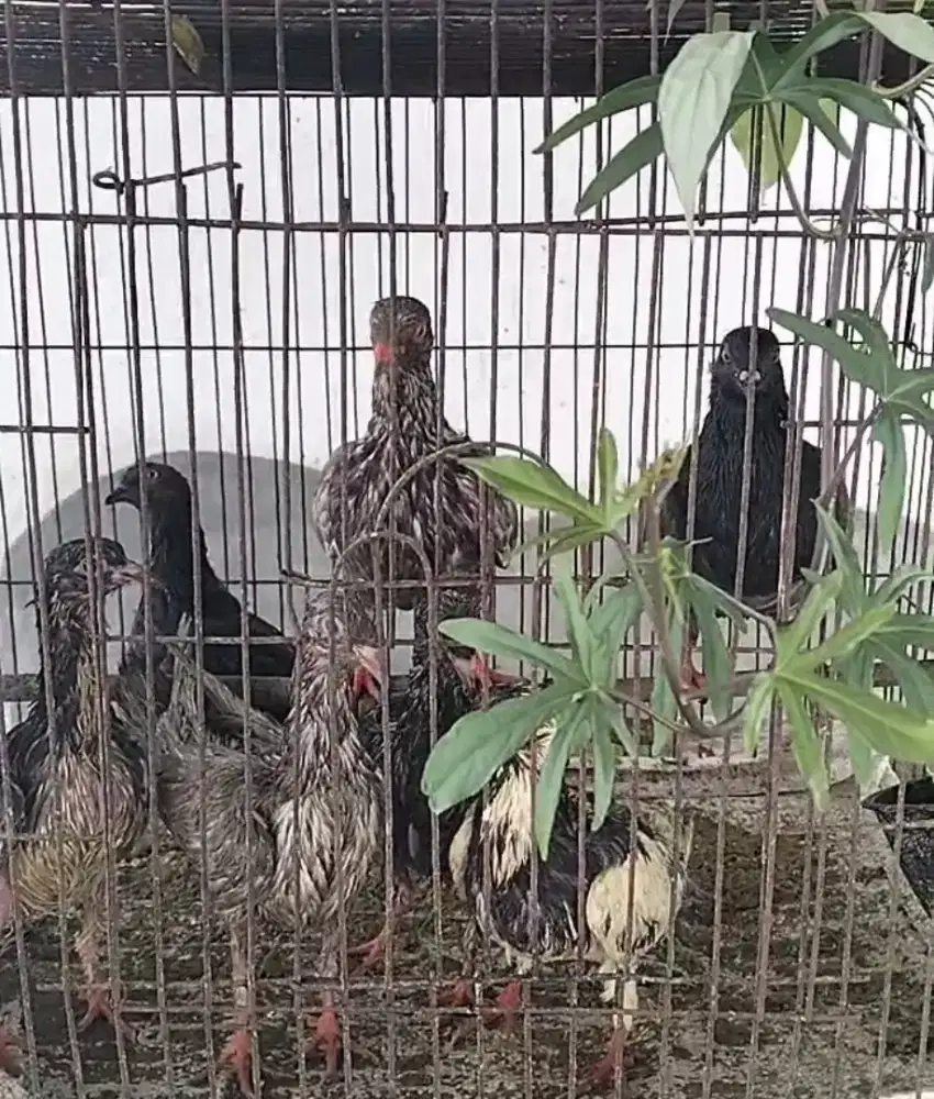 Burung Merpati hias