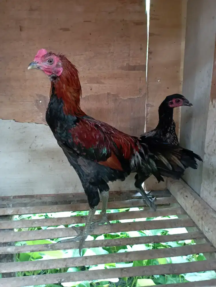 Ayam kampung sepasang