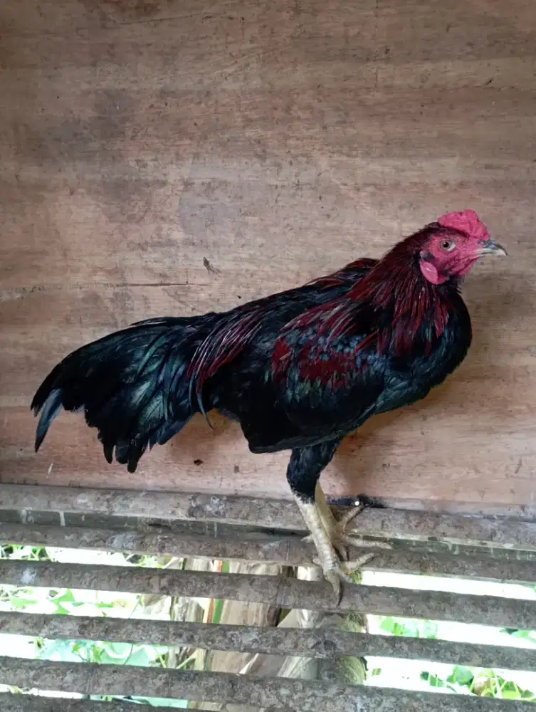 Ayam jago kampung muda