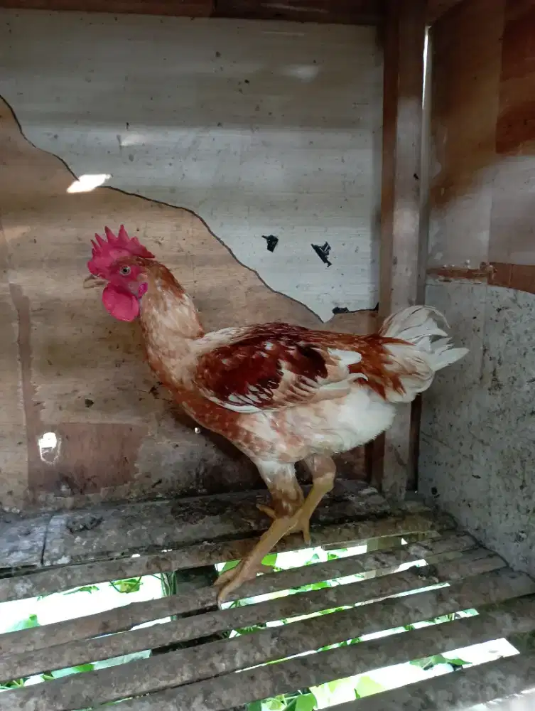 Ayam kampung coklat