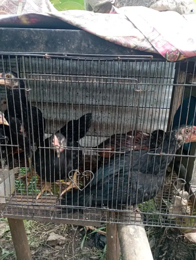 Ayam kampung 3 bulanan