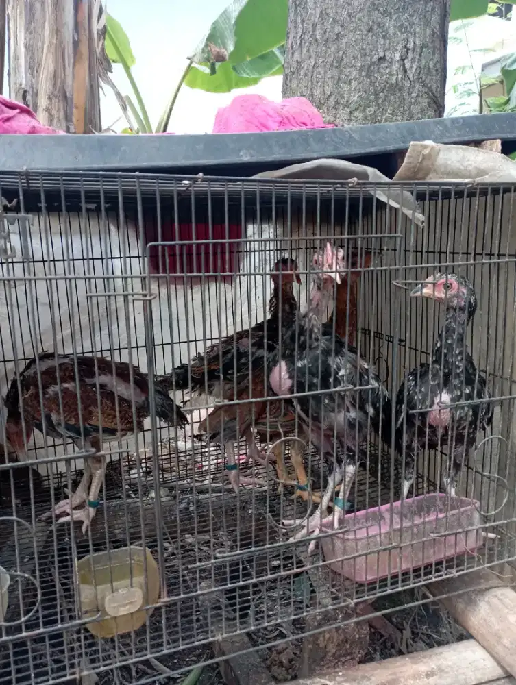 Ayam kampung 3 bulanan