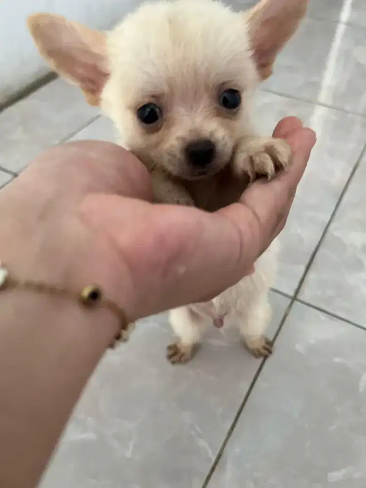 Anak anjing puppy puppies minipom mix chihuahua jantan