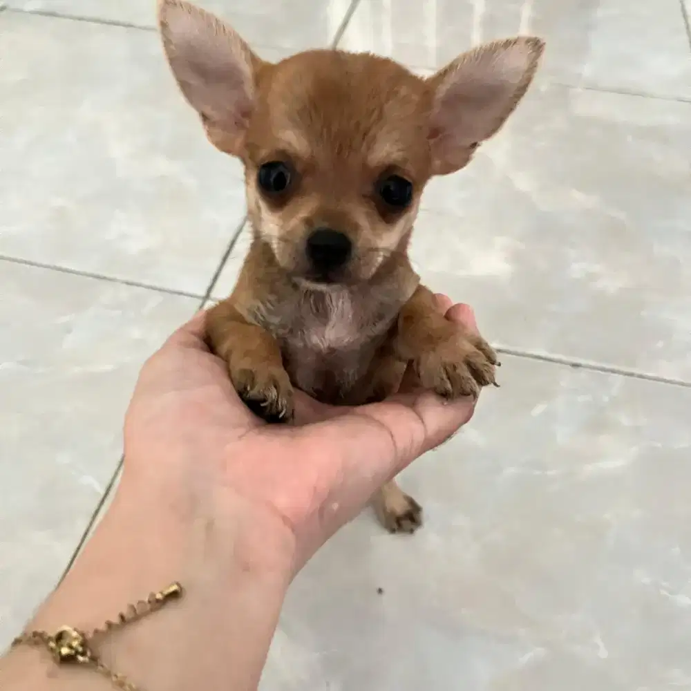 Anak anjing puppy puppies minipom mix chihuahua betina