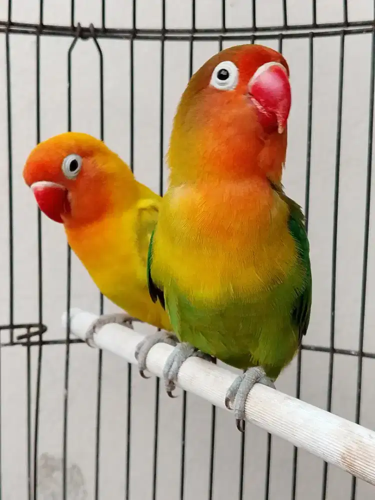 Burung lovebird sepasang jodohan mapan