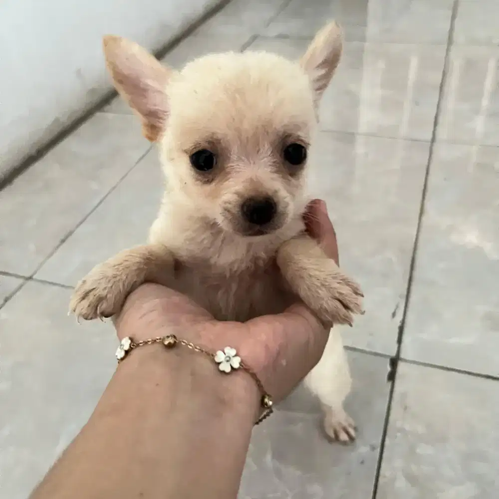 Anak anjing puppy puppies minipom mix chihuahua betina