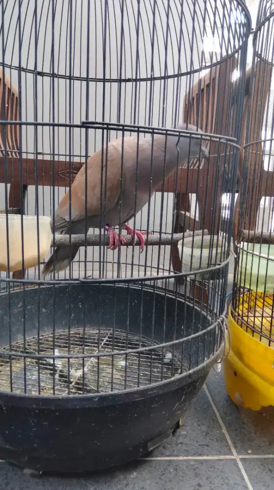 burung bekisar hasil dari merpati sama burung puter
