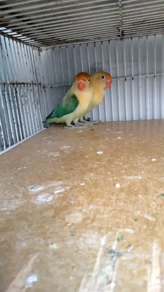 jual burung lovebird