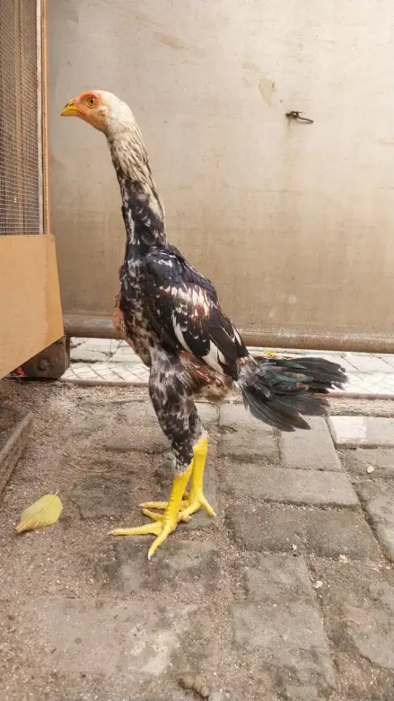 Ayam shamo eropa