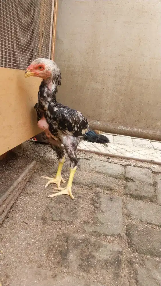 Ayam shamo eropa