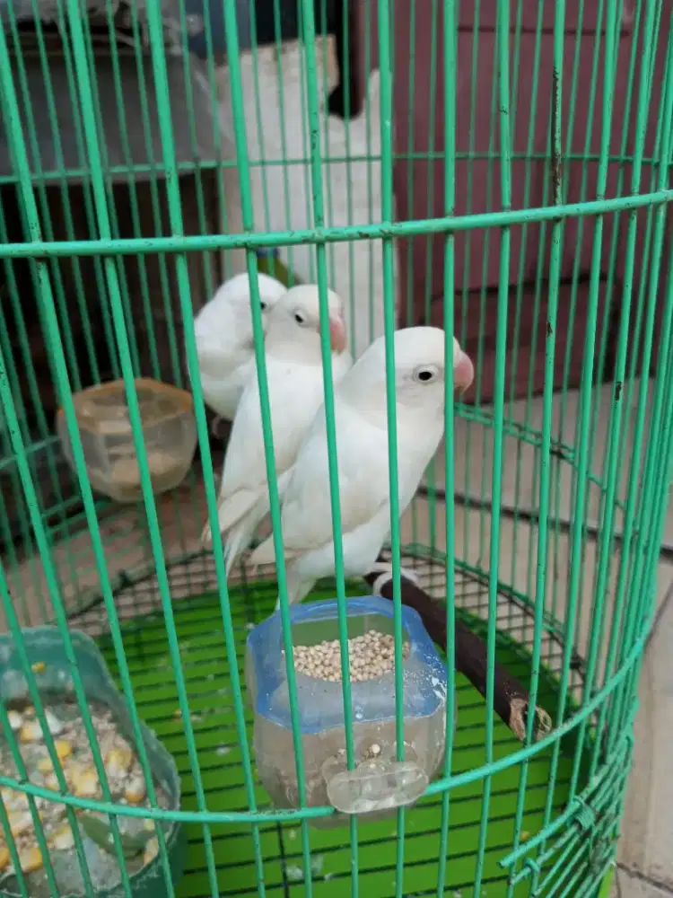 Albino MH retina merah harga per ekor