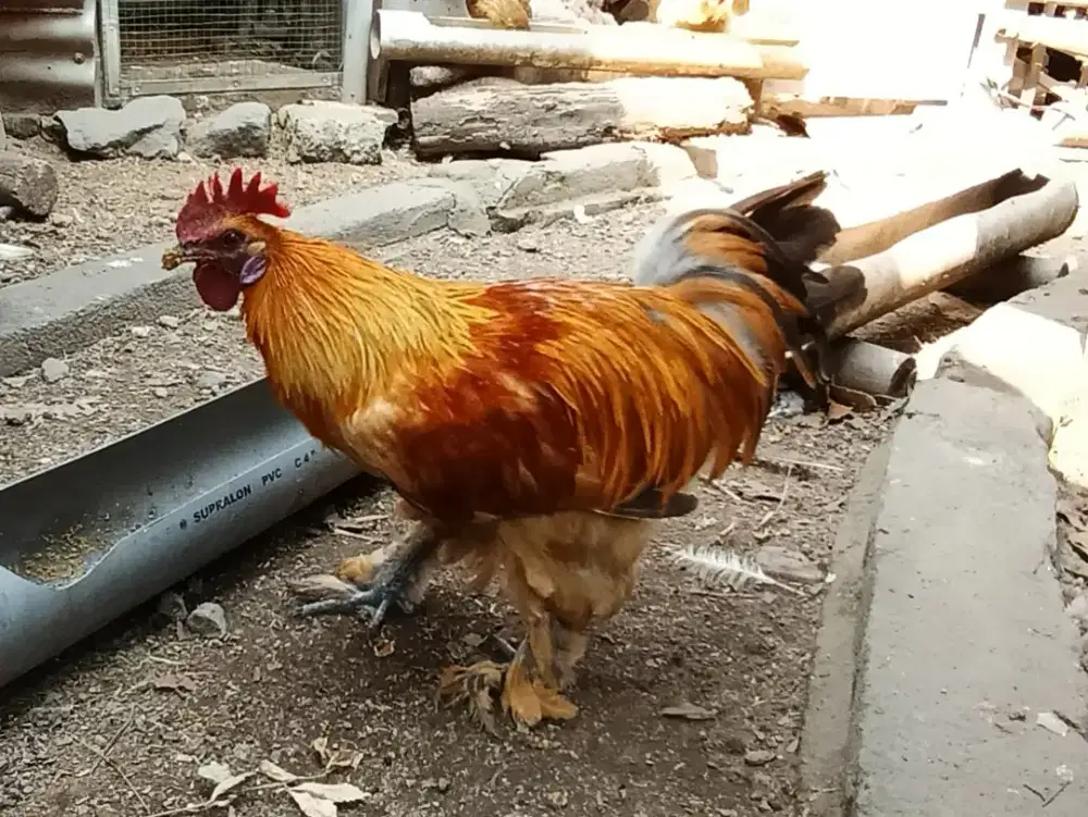 Ayam Hias Merah Membara