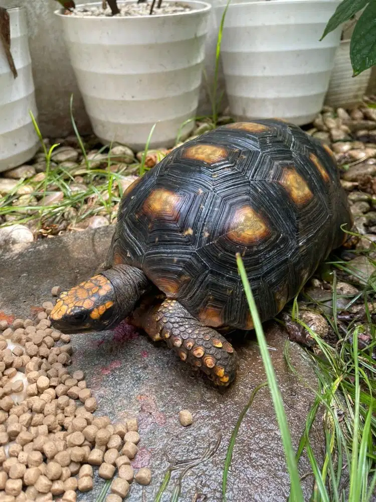 Yellow Foot Betina 32cm calon indukan cakep