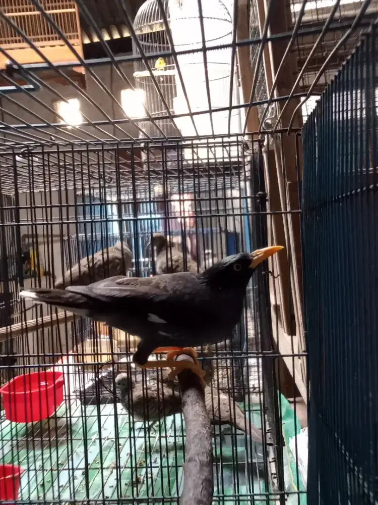 Burung jalak hitam