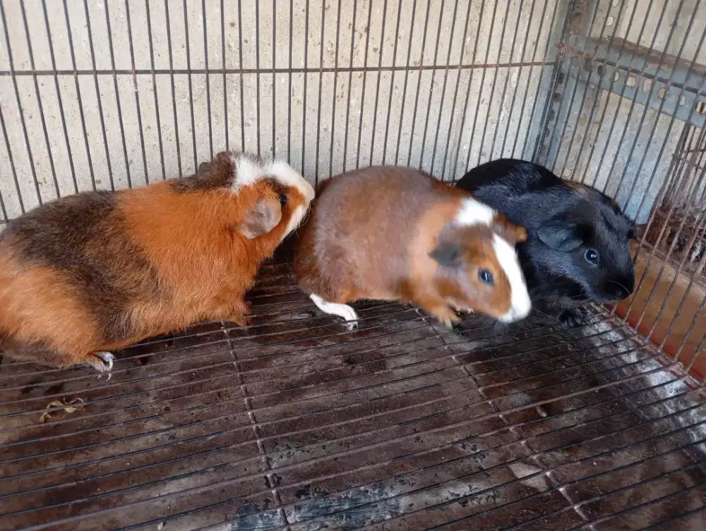 Marmut Indukan TeddyxAmerican
