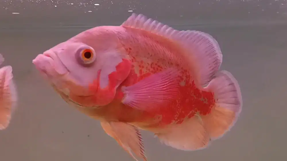 Oscar Nemo dan Tiger Minusan Murah