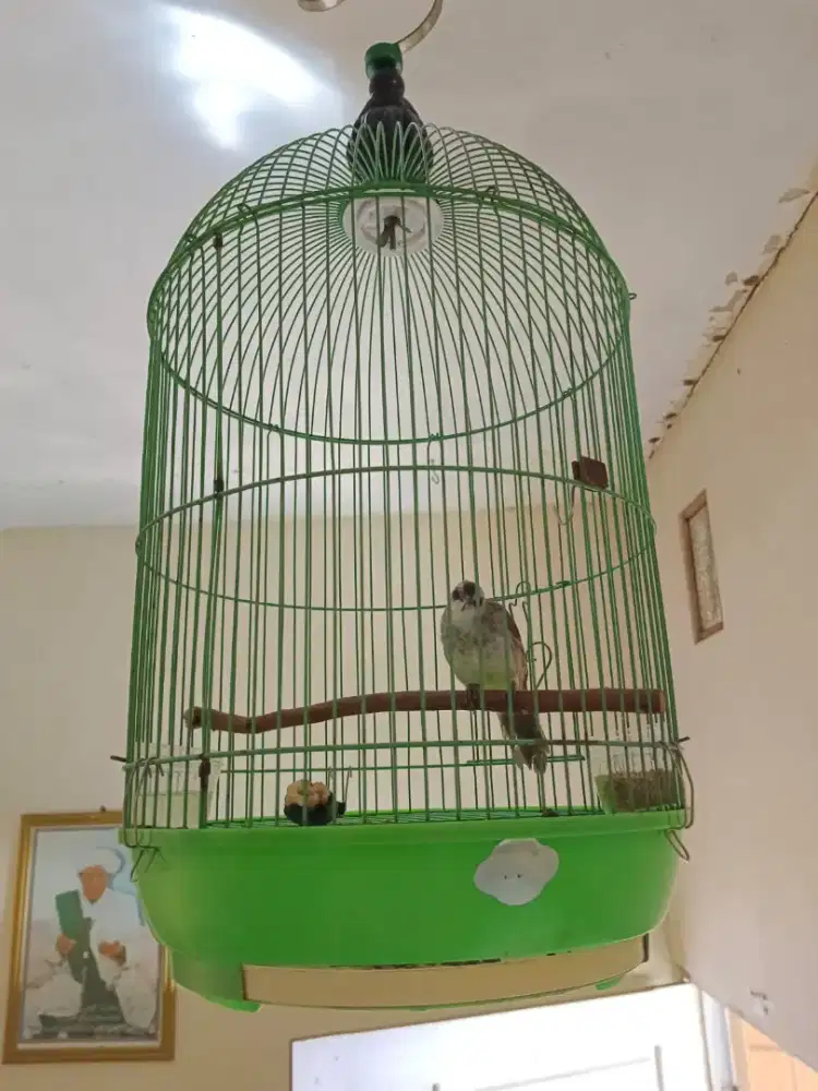 Burung Trucuk Madura Blorok Eksotik