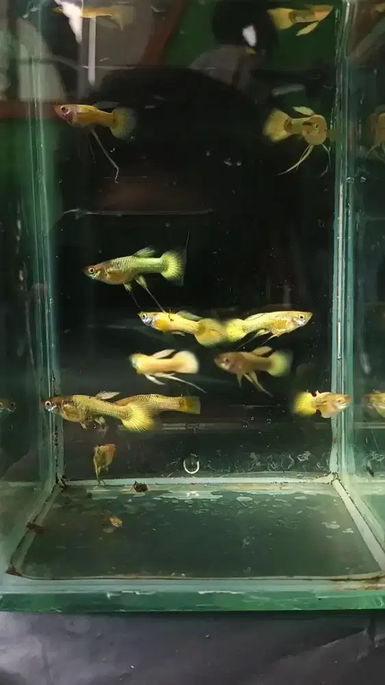 Guppy Gold Ribbon Borongan Murah
