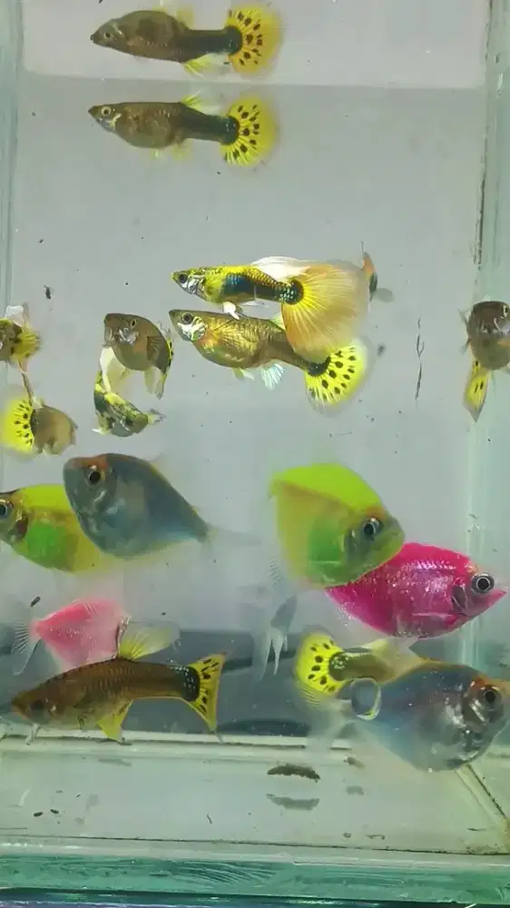 Guppy dan Glowfish Borongan Murah