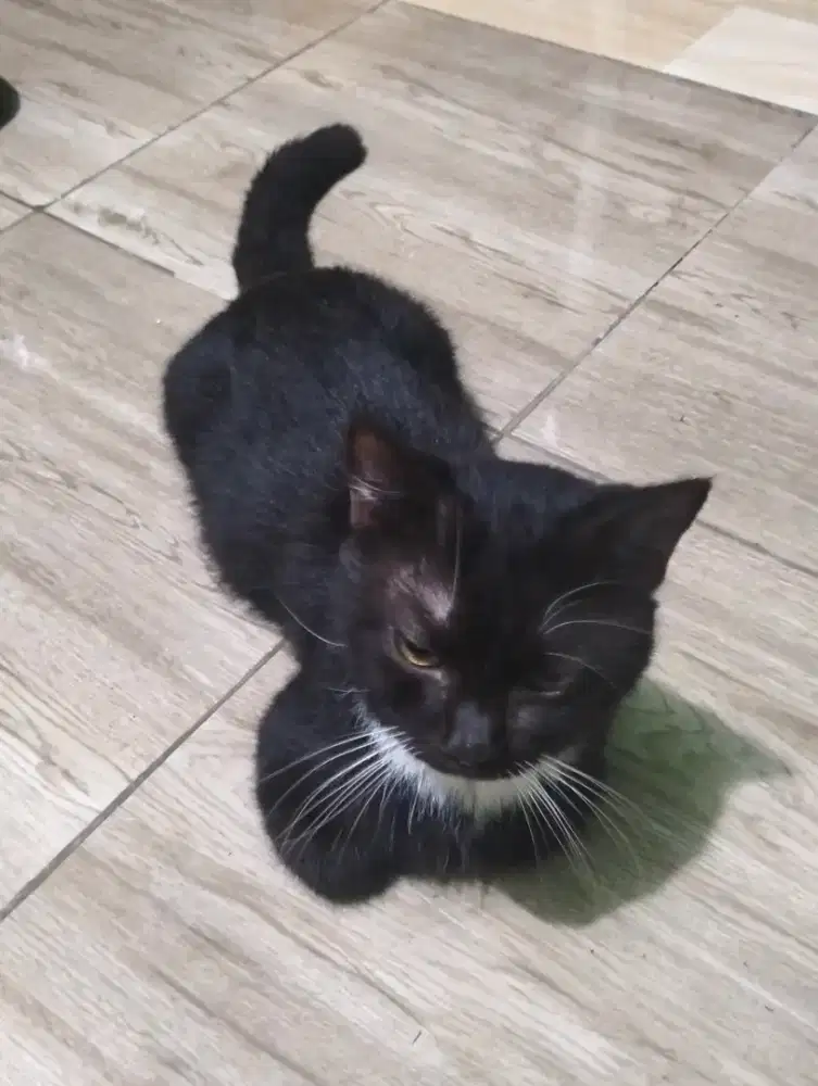 Kucing Munchkin