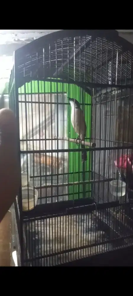 Cendet Sembur Pastol