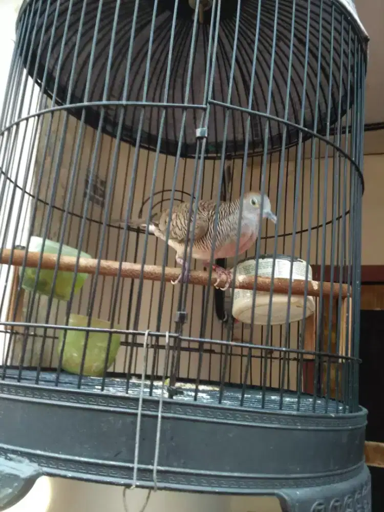 Burung perkutut Bangkok gacor cetekan ( burja)