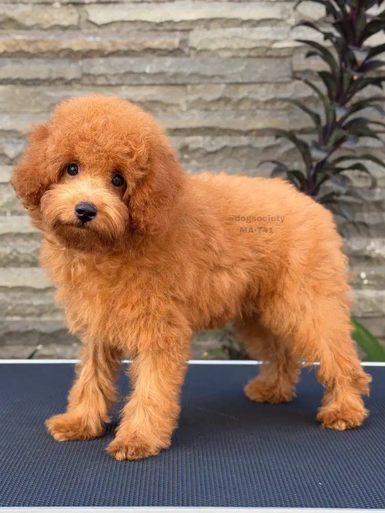 Small Poodle Mini Gemas Siap Rawat