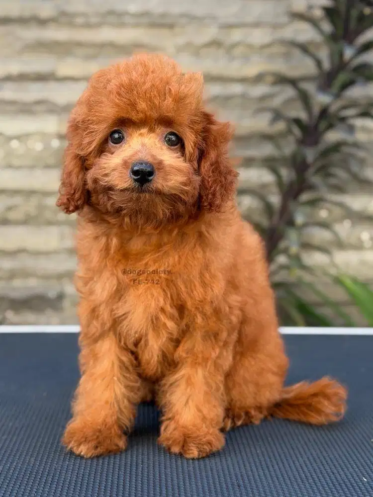 Small Poodle Cute Puppy Siap Temani Keluarga