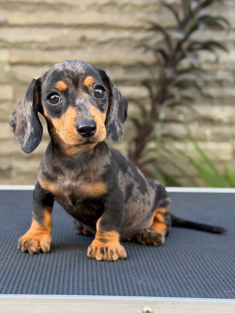 Dachshund Smoothcoat Puppy Siap Pelihara