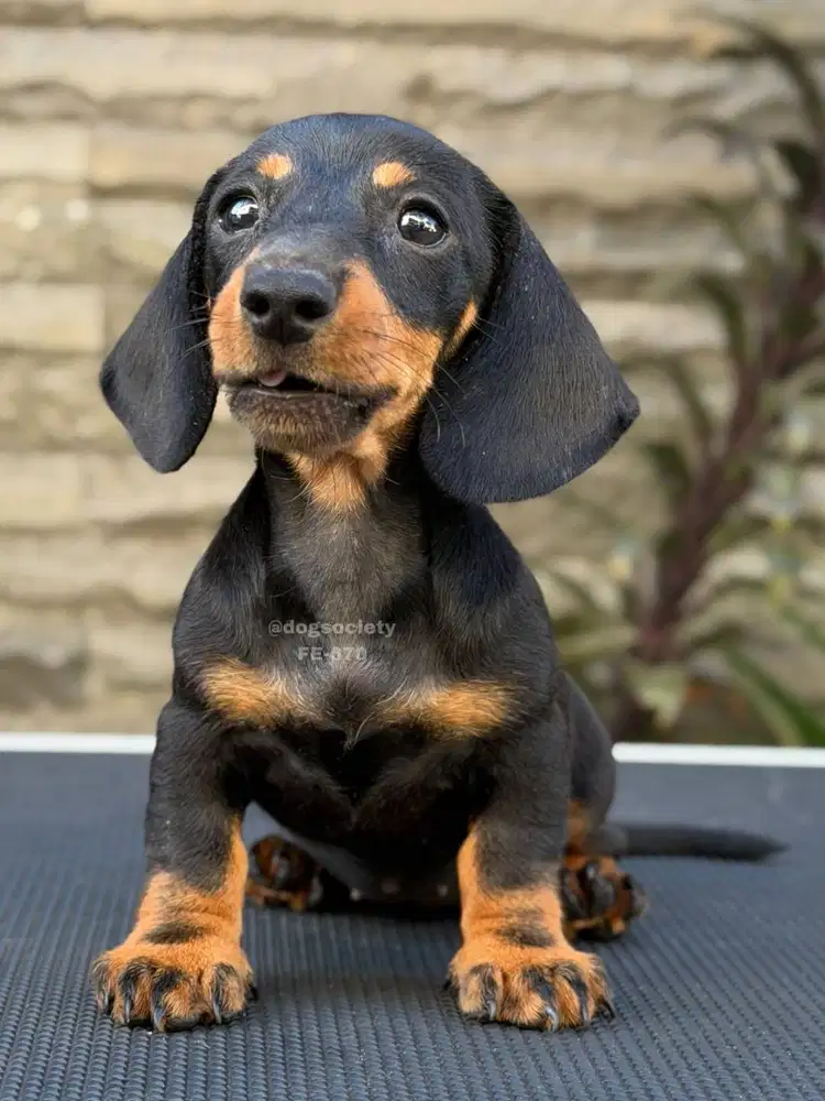 Dachshund Smoothcoat Bulu Pendek Berkualitas
