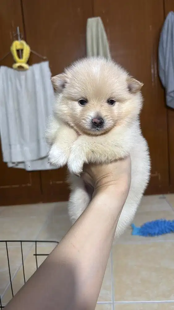 OPEN ADOPT ANAKAN ANJING MINI POM PURE BREED