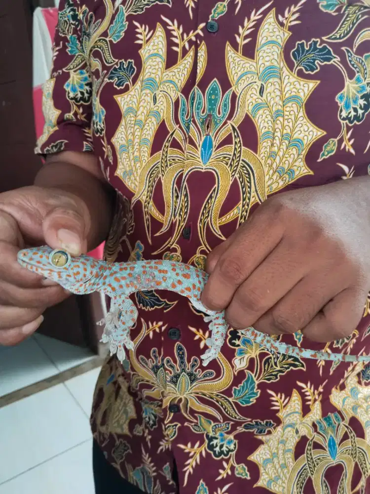 Tokek gecko rumah