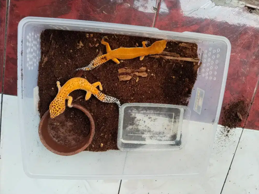 Gecko SHTCTB Tomato dan SHTCT Tomato