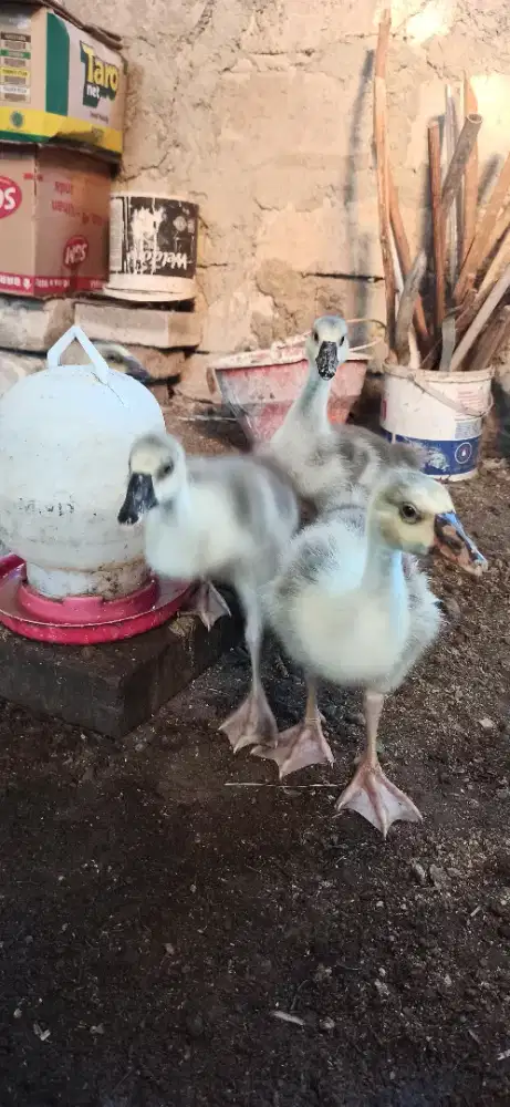 anak angsa lemu ginuk ginuk
