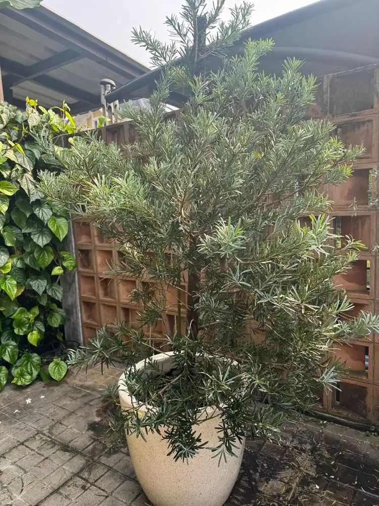 DIJUAL LOHANSUNG BLUE ICE Tinggi +- 2 meter + Pot Terazzo
