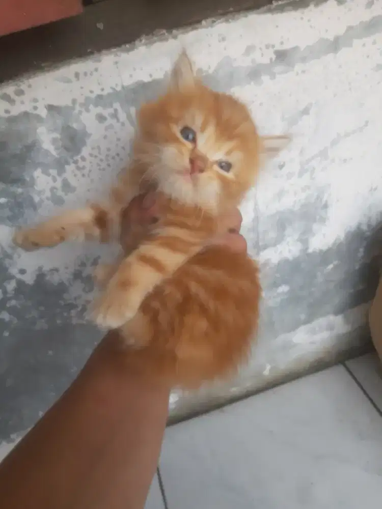 Kucing british long hair scottish fold bsh cinnamon munchkin ragdoll