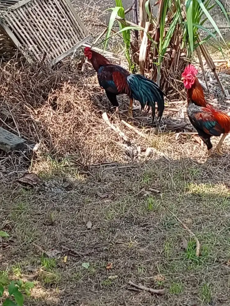 2 ayam jago dijual karna gak bs melihara lagi