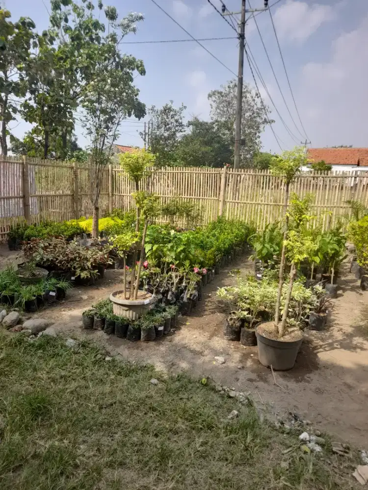 Jual tanaman hias dan bibit buah