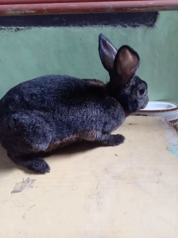 Kelinci hias mini rex