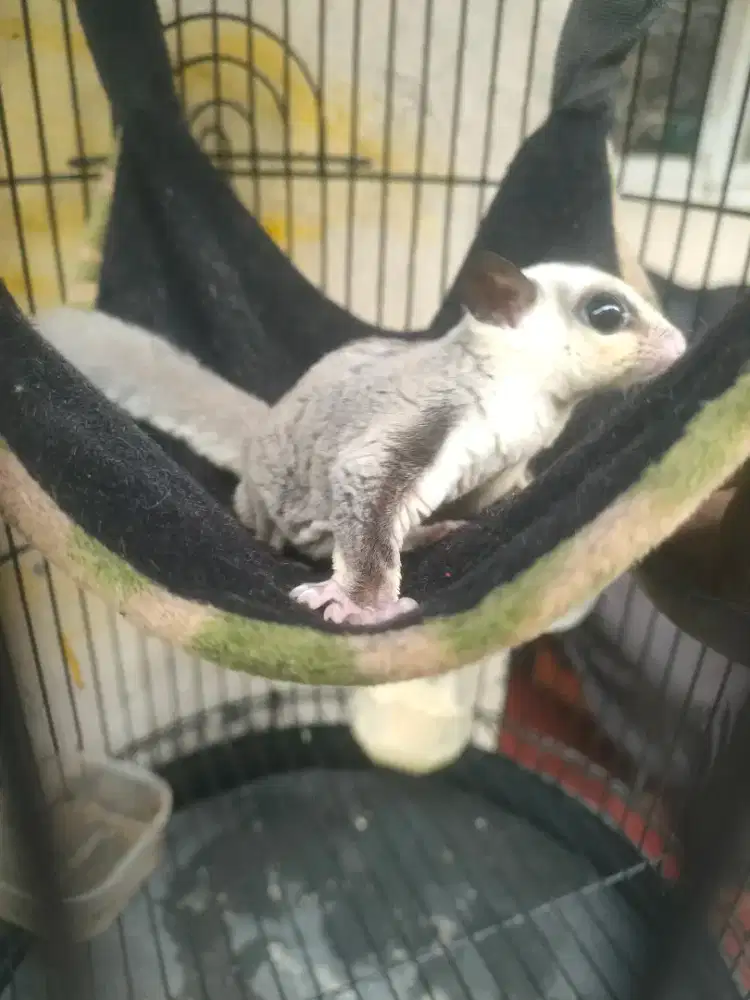Sugar glider 3 ekor