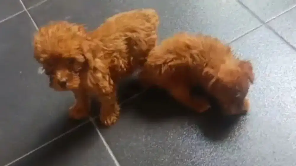 Teacup poodle betina 2 ekor
