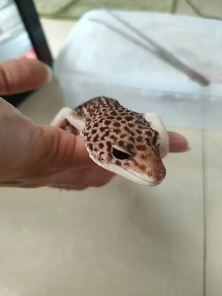 Gecko Sepasang Sehat