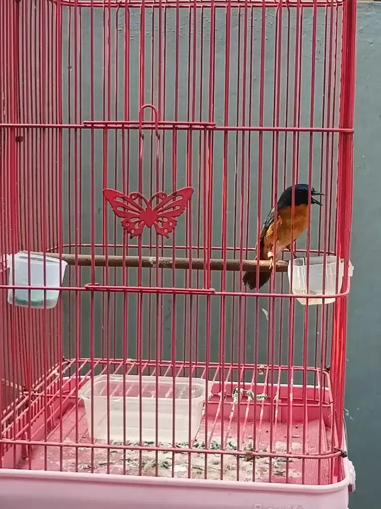 Burung tledekan gunung jantan
