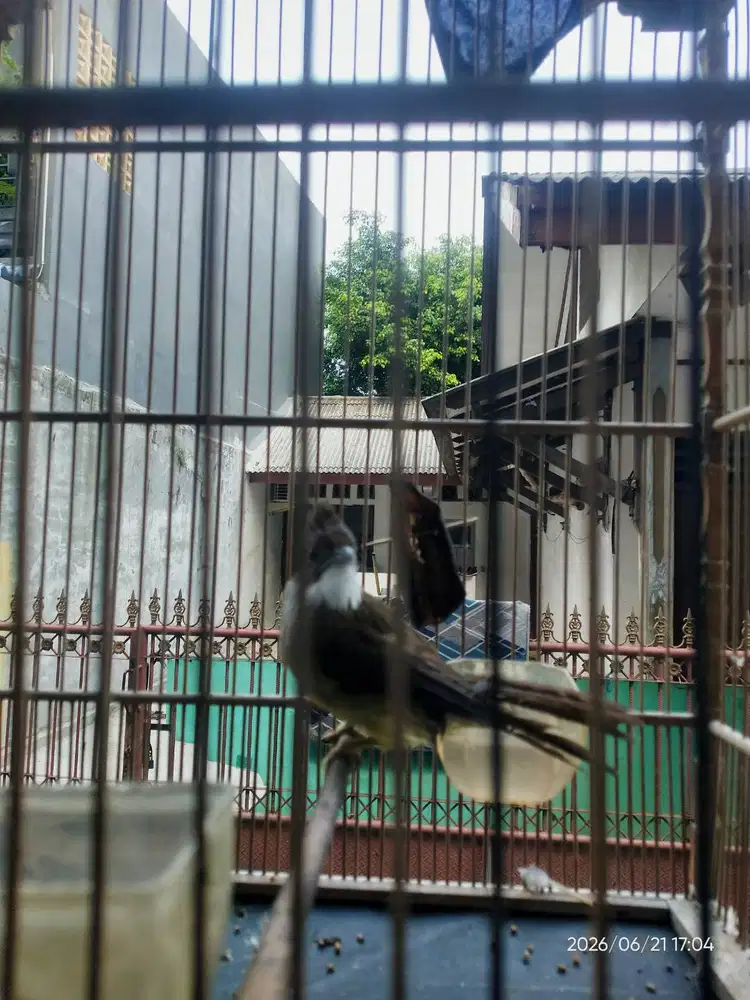 Cucak jenggot jawa deker